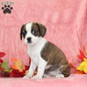 Peony, Boston Terrier Mix Puppy